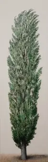 Pappel V, 165x50cm
