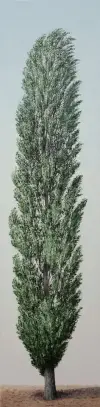 Pappel im Wind, 200x50cm
